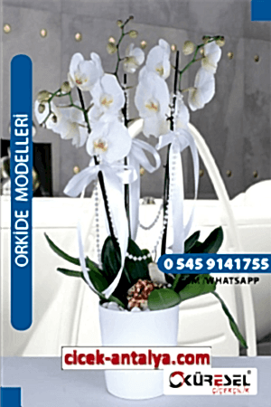 PHALAENOPSİS BEYAZ ORKİDE ÜRÜN KODU OK02 Orkide
