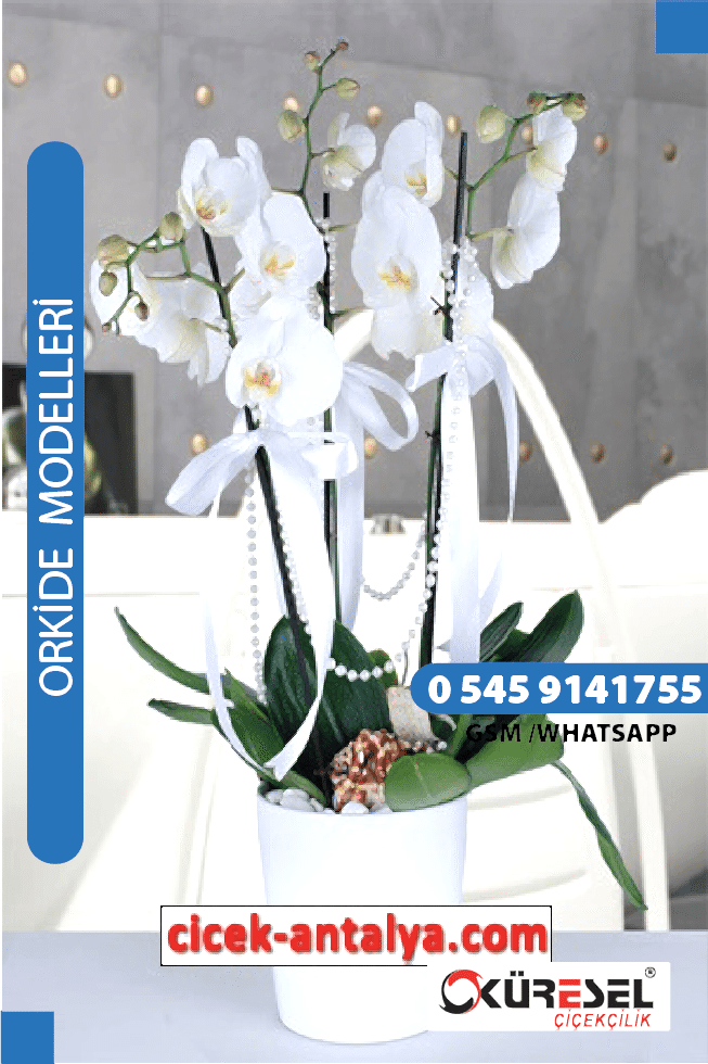 PHALAENOPSİS ORKİDE ÜRÜN KODU OK03 Orkide