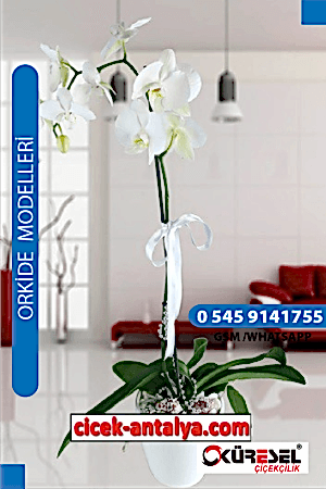 PHALAENOPSİS ORKİDE ÜRÜN KODU OK03 Orkide