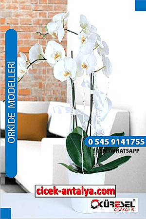 VAZODA PHALAENOPSİS BEYAZ ORKİDE ÜRÜN KODU OK01 Orkide
