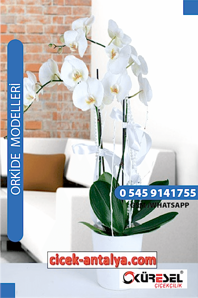 PHALAENOPSİS ORKİDE ÜRÜN KODU OK03 Orkide